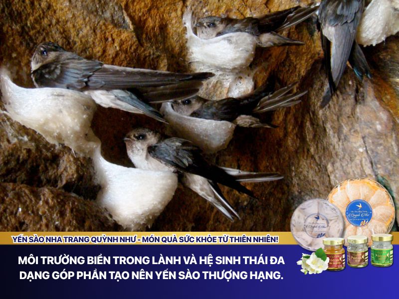 Môi trường nuôi yến Khánh Hòa