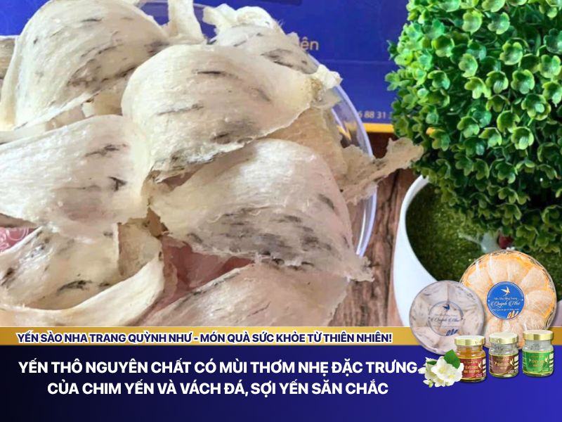 Cách nhận biết và chọn mua yến thô chất lượng cao