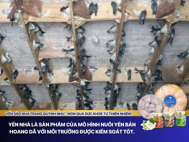 Yến nhà là sản phẩm của mô hình nuôi yến bán hoang dã với môi trường được kiểm soát tốt.